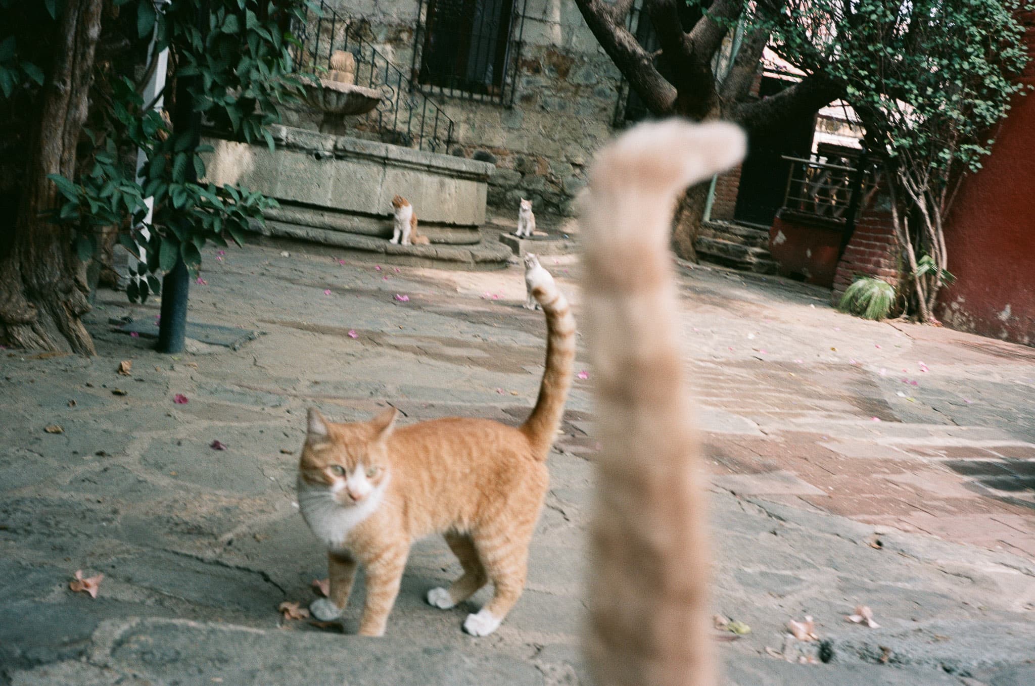 Mexico City photograph