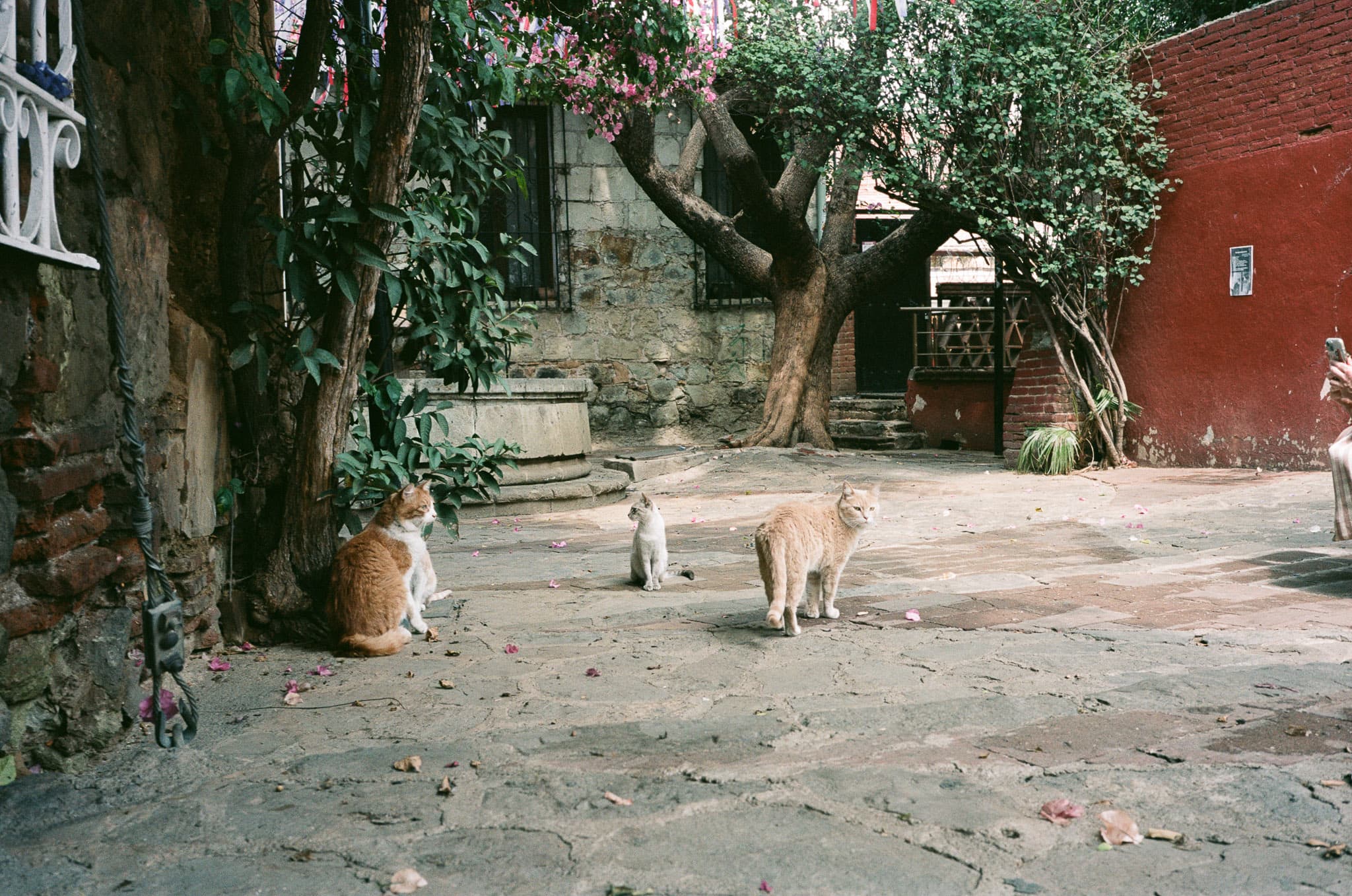 Mexico City photograph